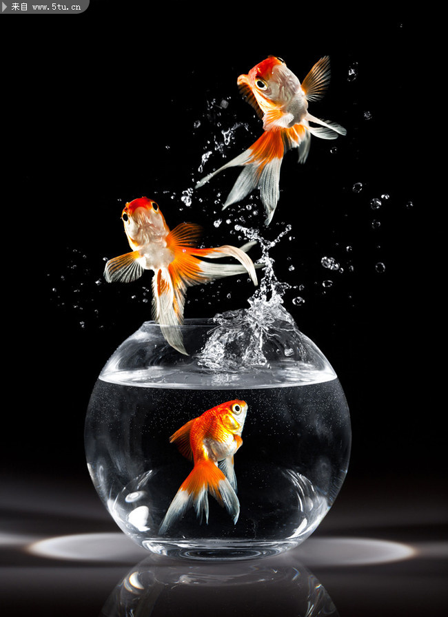 Goldfish (03).jpg