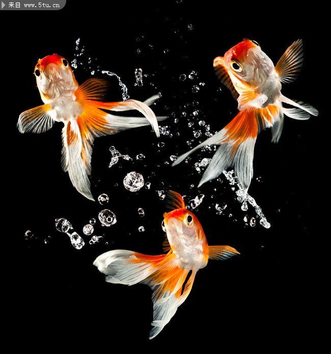 Goldfish (04).jpg