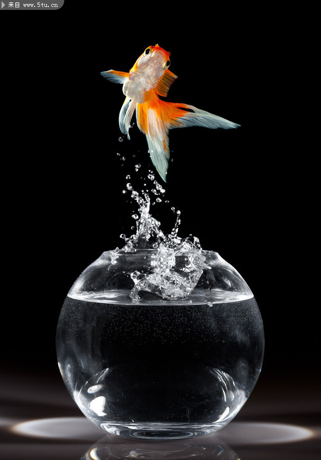 Goldfish (02).jpg