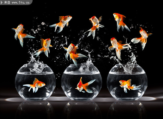 Goldfish (01).jpg